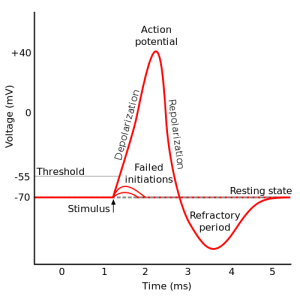 action-potential-diagram