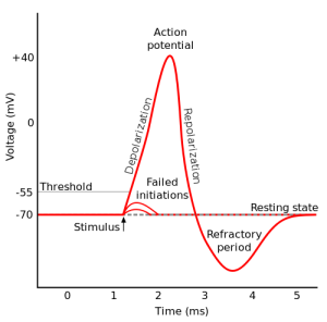 action potential hyperpolarization