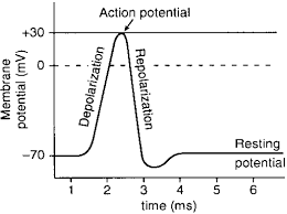 action-potential-diagram-with-resting-potential-listed