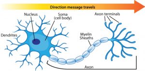 neuron-with-labels