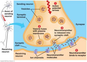 synaptic cleft diagram