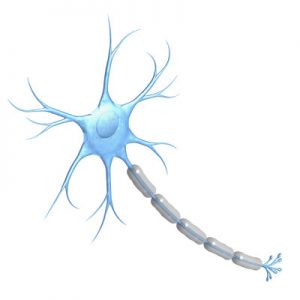 unlabeled-neuron-models
