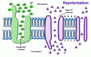 repolarizatin