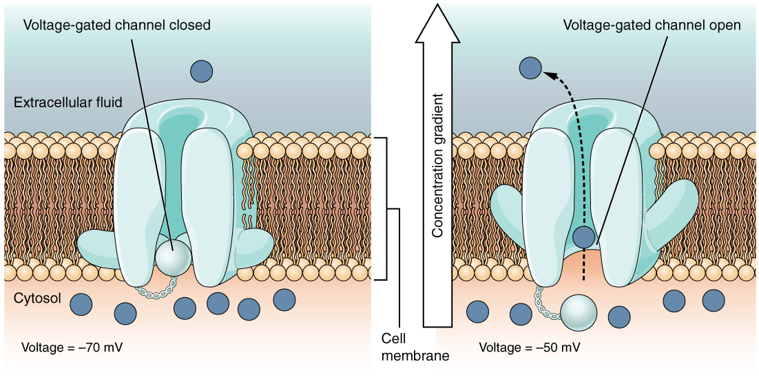 Voltage-Gated Ion Channel – The Nerve Impulse