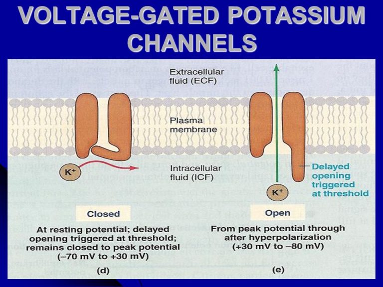 voltage-gated-potassium-channels-the-nerve-impulse