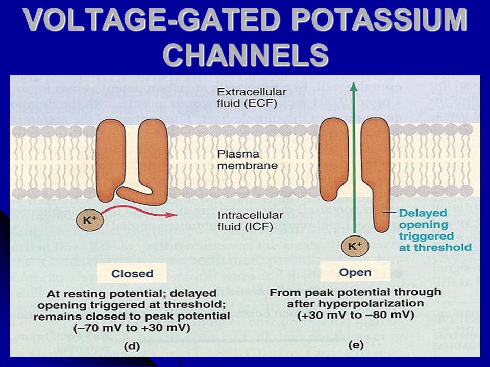 VoltageGated Potassium Channels The Nerve Impulse