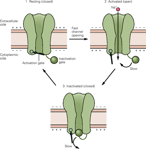 voltage-gated-sodium-channels-the-nerve-impulse