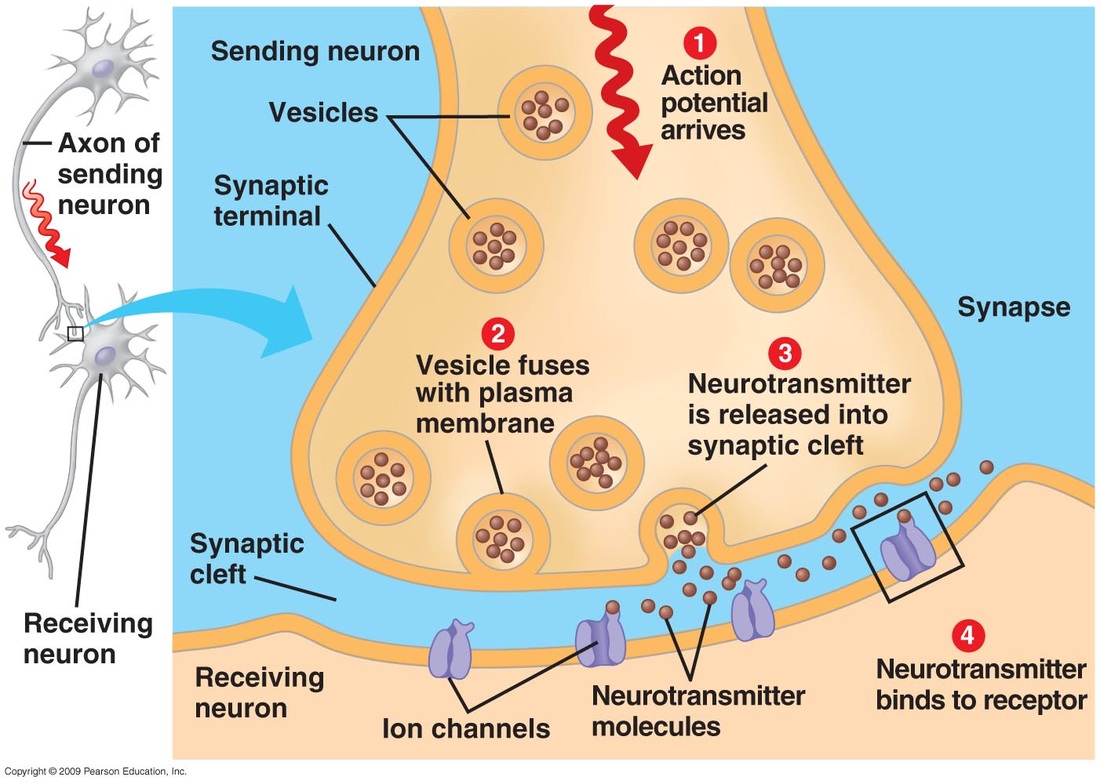 signals travel between neurons